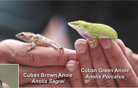 File:Cuban Anoles.jpg