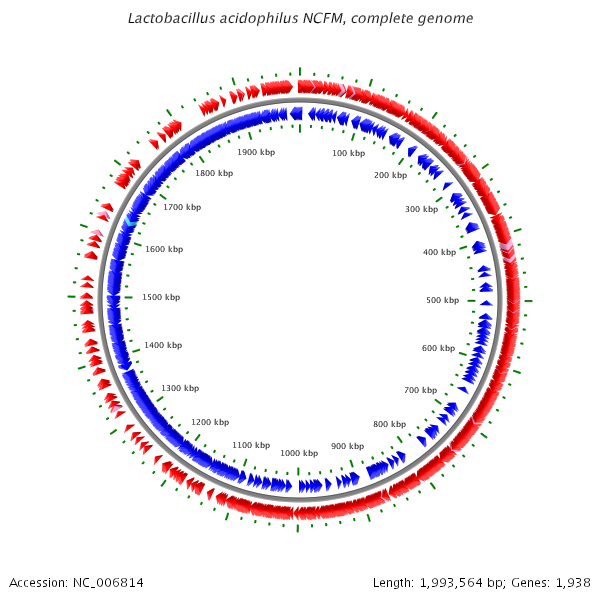 File:Lacidophilusgenome.png