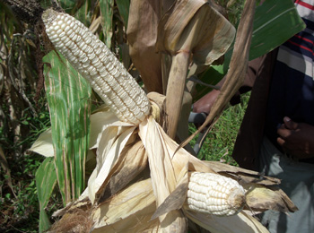 File:White maize.jpg