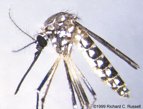 Aedes aegypti-gov.jpg