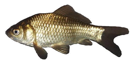 File:Juvenilegoldfish.png