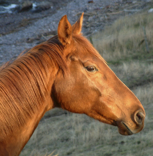 This thoroughbred mare is chestnut. The most famous chestnut thoroughbred was probably the great racehorse, Secretariat.