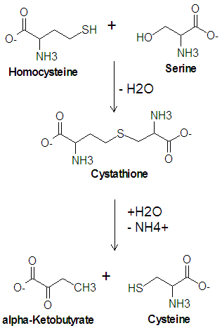 File:Cysteine Biosynthesis DEVolk.png