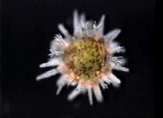 File:Juvenile-sea-urchin.gif