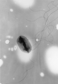 File:Escherichia coli.jpg