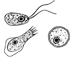 Different stages of Naegleria fowleri