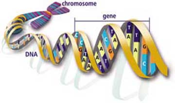 File:Dna with features doe big.jpg