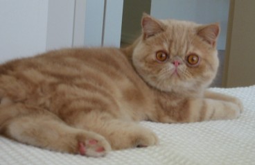 File:Cream tabby exotic cat.jpg