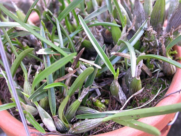File:Isabelia violacea plant.jpg