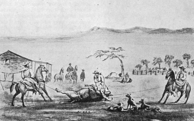 File:California method of killing cattle for hides and tallow.jpg