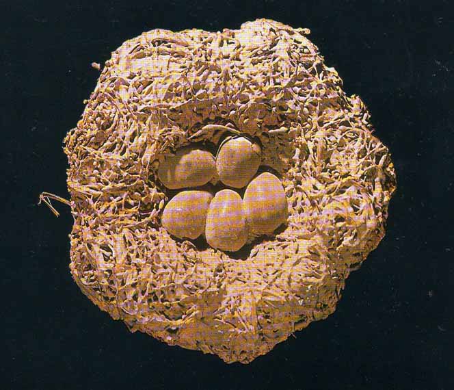 File:Sub-fossil bird nest - MacRae.jpg