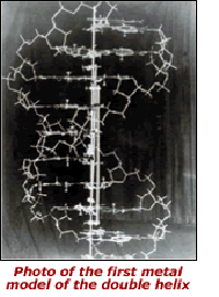File:Watson-Crick DNA Metal Model.png