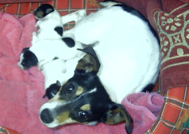 File:Pasqua mini fox terrier with pups.jpg