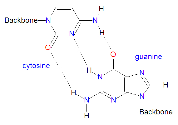 File:Guanosine-cytodine basepair.jpg