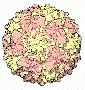 File:Poliovirus1.png