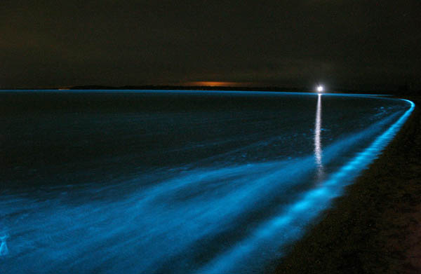 File:Bioluminescence.jpg