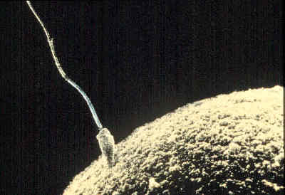 File:Sperm-egg.jpg
