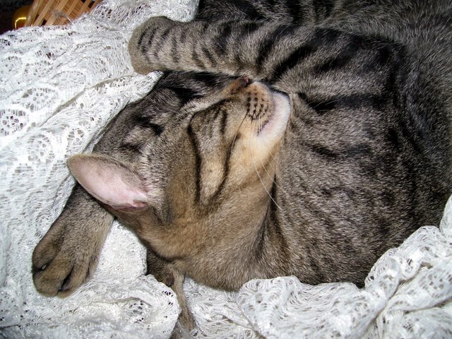 File:Cat sleeping.jpg
