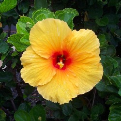 File:Yellow hibiscus.jpg