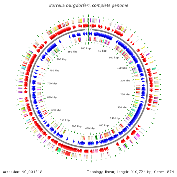 File:Borrelia genome.png