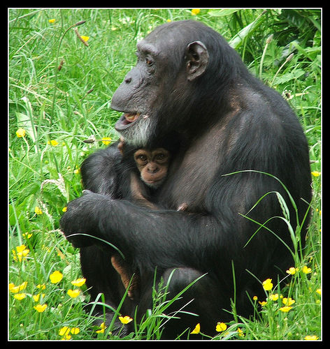 File:Chimpanzee Mom and Infant.jpg
