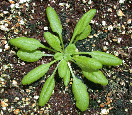 File:Arabidopsis thaliana wild type 25 days old.jpg