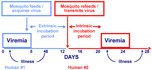 Transmission-of-dengue2.gif