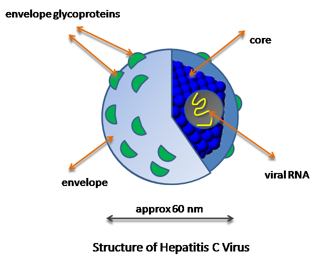 HCV structure.png