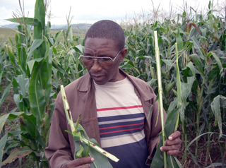 File:S African farmer Bt non Bt maize.jpg