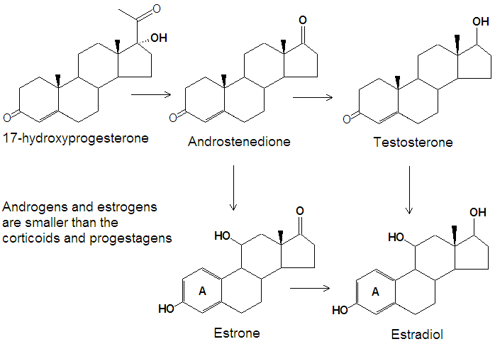 File:Androgen estrogen synthesis structures.jpg