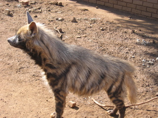 File:Striped hyaena.jpg