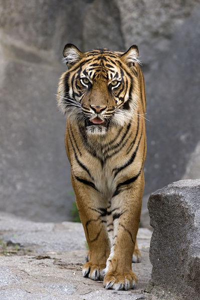 File:Panthera tigris 2.jpg