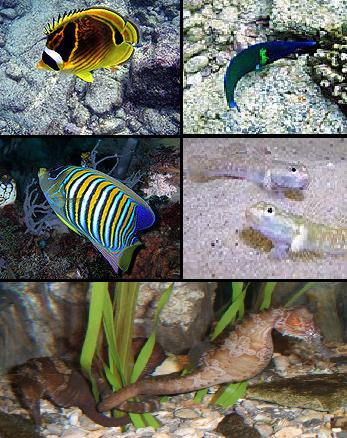 File:Tropicalmarinefishes.jpg