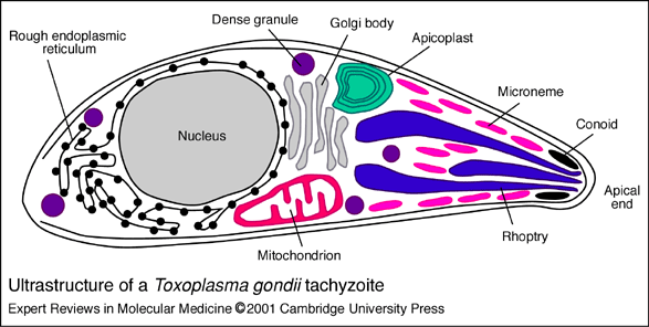 ultrastructure Toxoplasma gondii