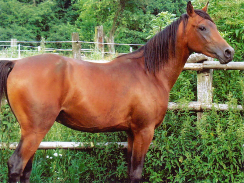 File:Arabian Purebred Stallion 0001.jpg