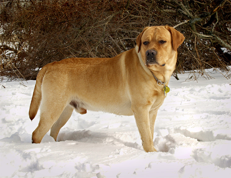 File:Fox red yellow Labrador retriever.jpg