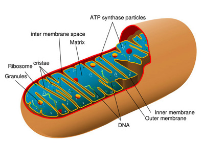 File:MitochondriaSMALL2.jpg