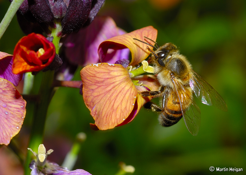 File:Bee pollinating a wallflower.jpg