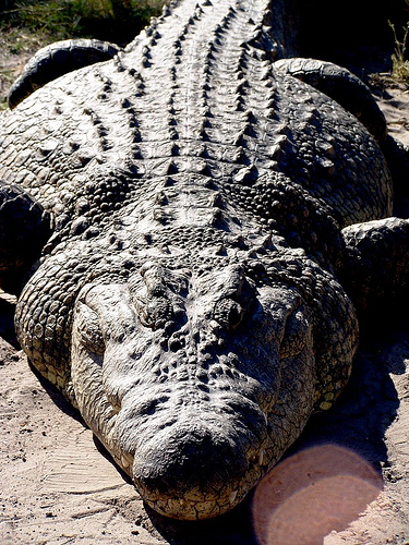 File:Nile-crocodile.jpg