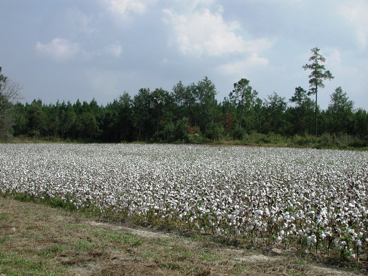 File:Cotton field 7904.JPG