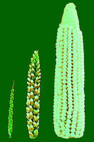 File:Teosinte corn.jpg