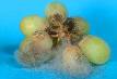 Mold growth on grapes
