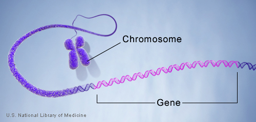 File:Geneinchromosome.jpg