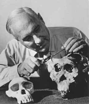 File:Lewis Leakey examining skulls from Olduvai Gorge.jpg