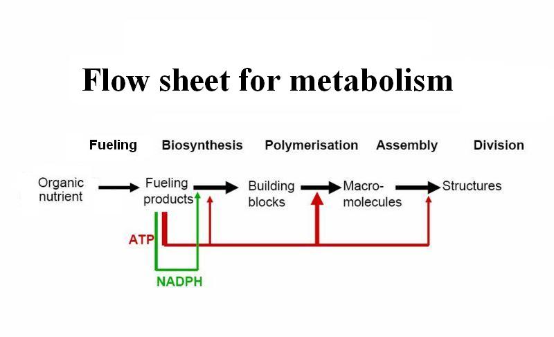 File:Metabolism2.jpg