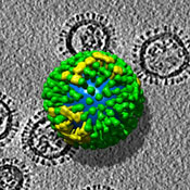 Flu-virus2.jpg