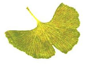 S. Overduin} A ginkgo leaf.