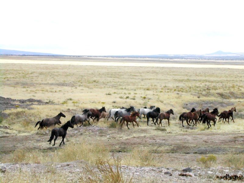 File:Mustang Utah 2005 2.jpg