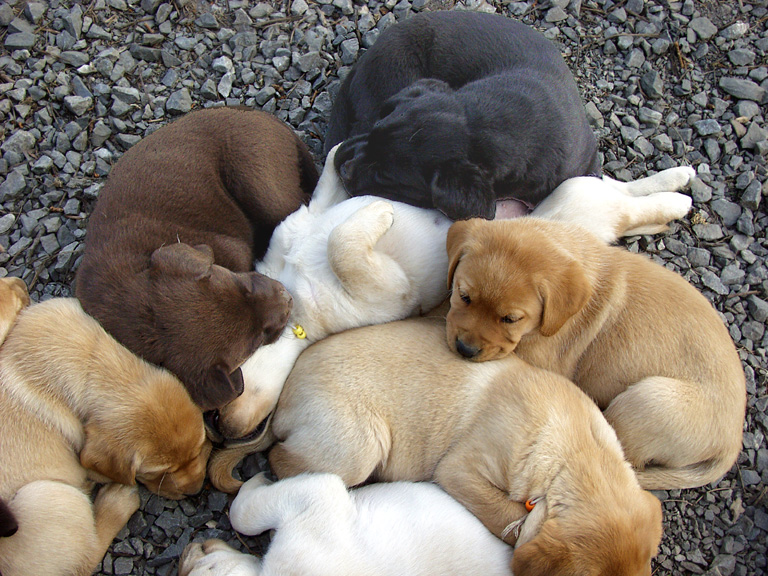 File:Chocolate black yellow and fox red Lab pups.jpg