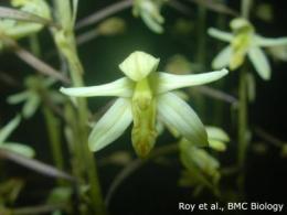 File:Aphyllorchis montana.jpg